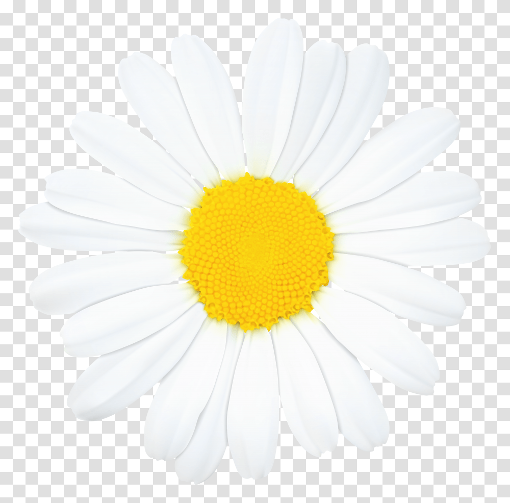 Daisy Flower Clip Art Daisy Clipart Transparent Png