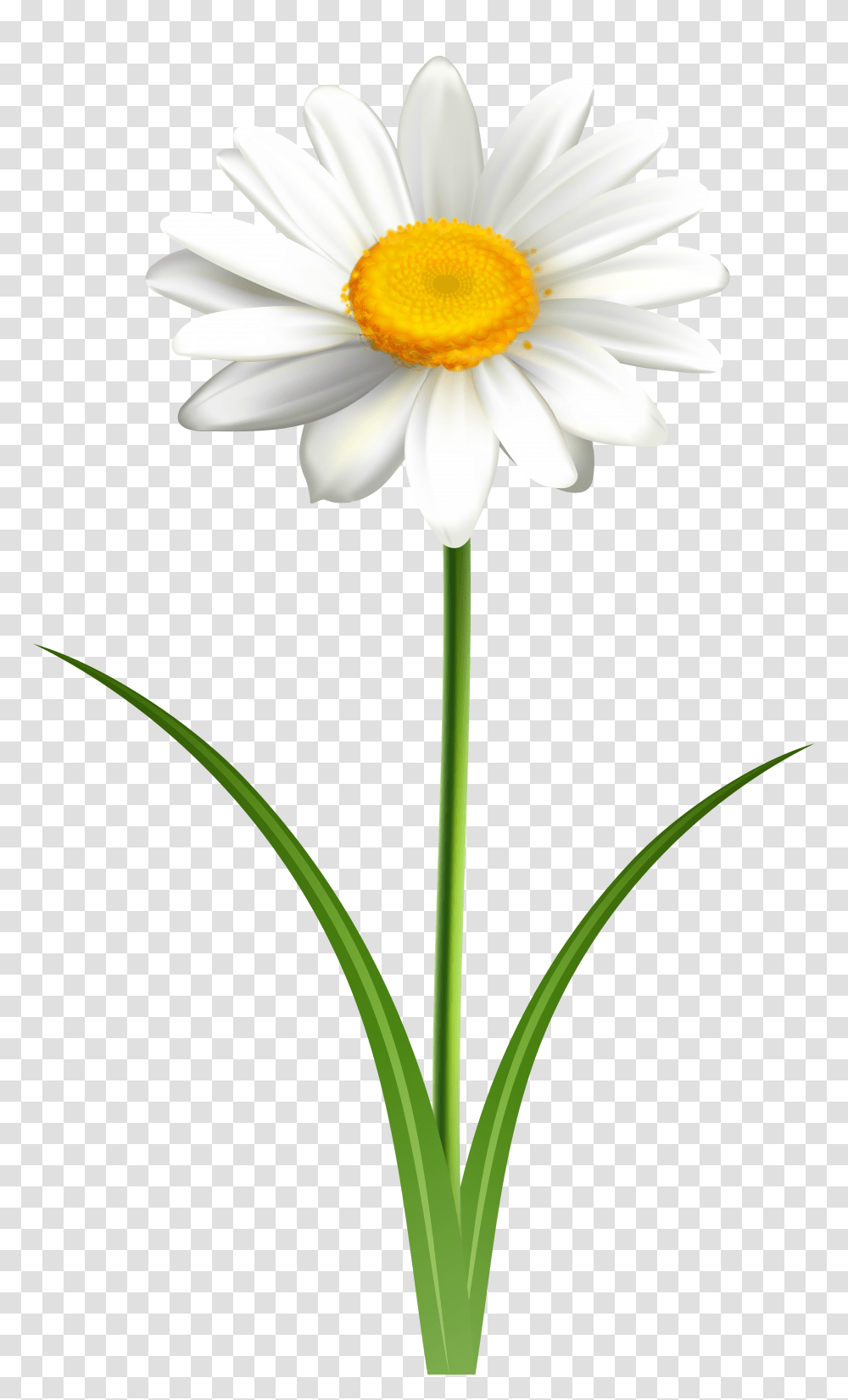 Daisy Flower Clip Art Gallery, Plant, Daisies, Blossom, Petal Transparent Png