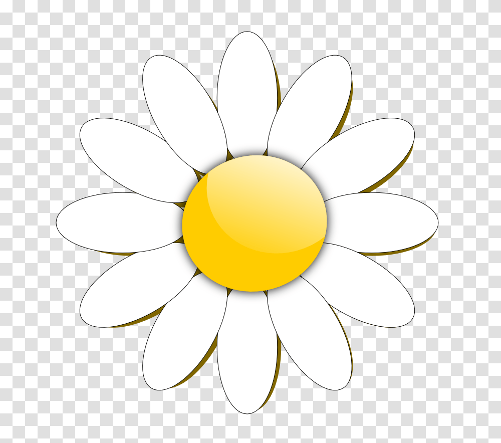 Daisy Flower Clip Art, Plant, Daisies, Blossom, Petal Transparent Png