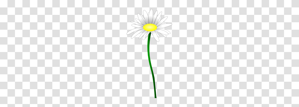 Daisy Flower Clip Art, Plant, Daisies, Blossom, Petal Transparent Png