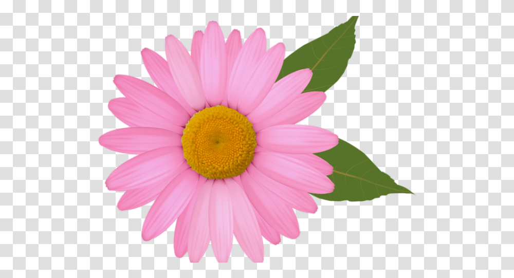 Daisy Flower Clipart Daisy Flower Clipart, Plant, Daisies, Blossom, Petal Transparent Png