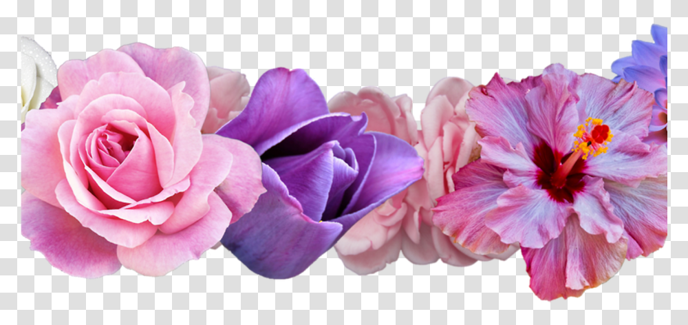 Daisy Flower Crown Tumblr Crazywidowinfo Purple And Pink Flower, Plant, Geranium, Blossom, Petal Transparent Png