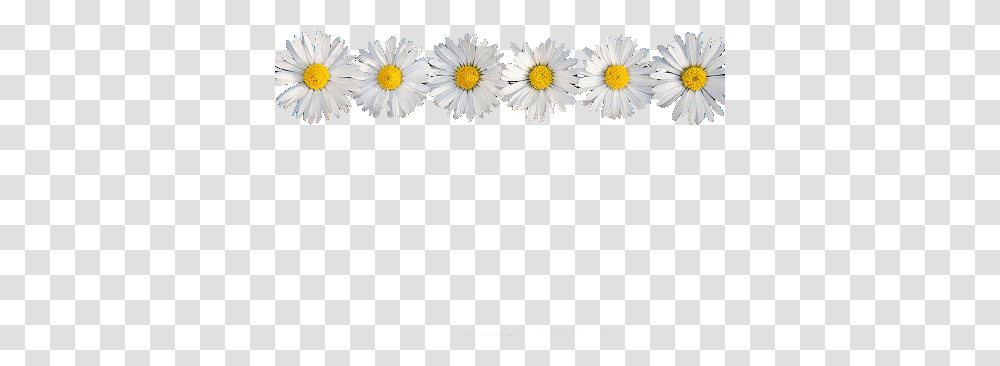 Daisy Flower Crown Tumblr Daisy Flower Crown, Plant, Daisies, Blossom, Aster Transparent Png