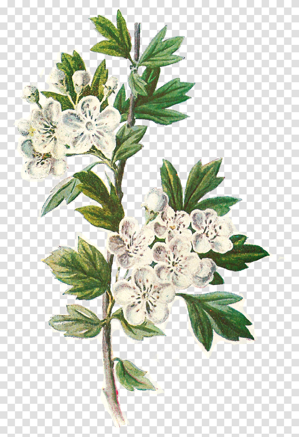 Daisy Flower Hawthorn Flower Illustration, Plant, Acanthaceae, Floral Design, Pattern Transparent Png