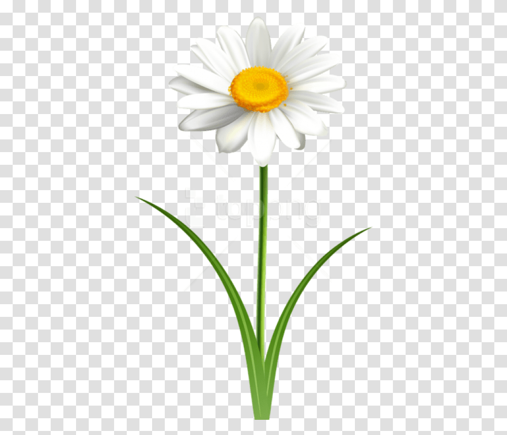 Daisy Flower Images Daisy Flower With Stem Clip Art, Plant, Blossom, Daisies, Lily Transparent Png