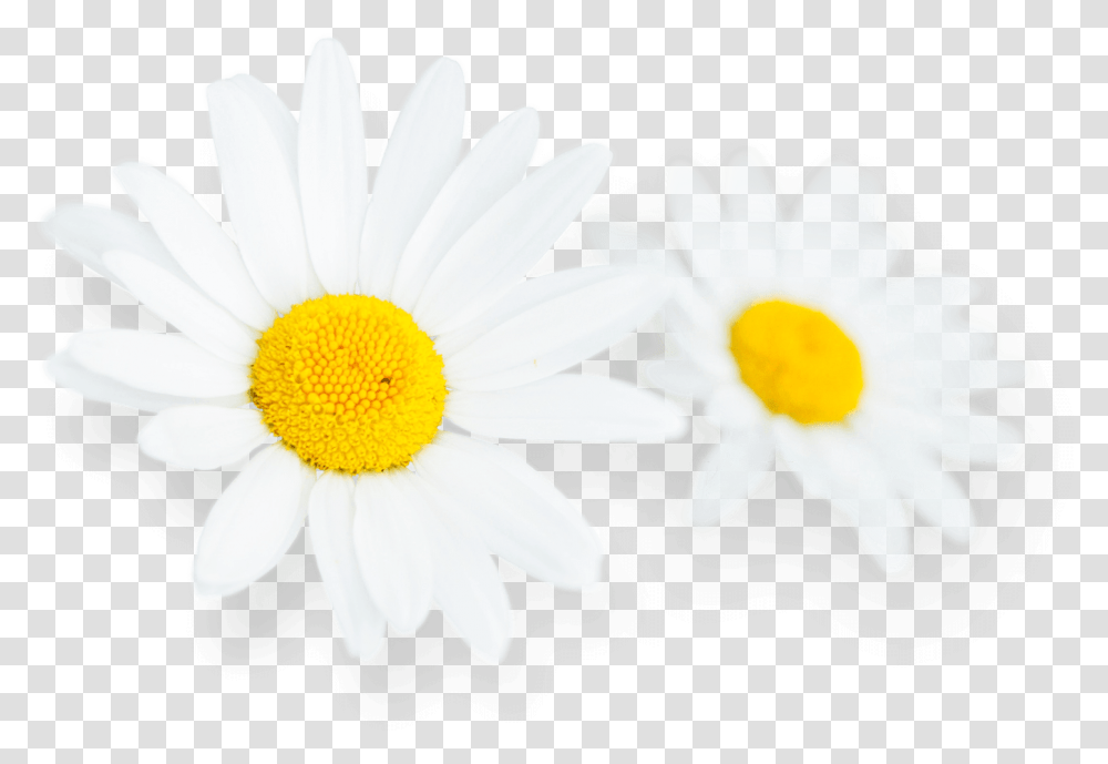 Daisy Flower Images Hd, Plant, Daisies, Blossom Transparent Png