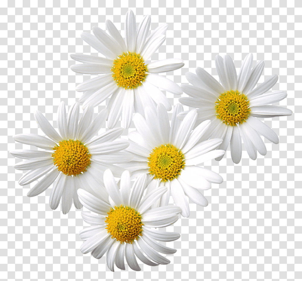 Daisy Flower, Plant, Daisies, Blossom Transparent Png