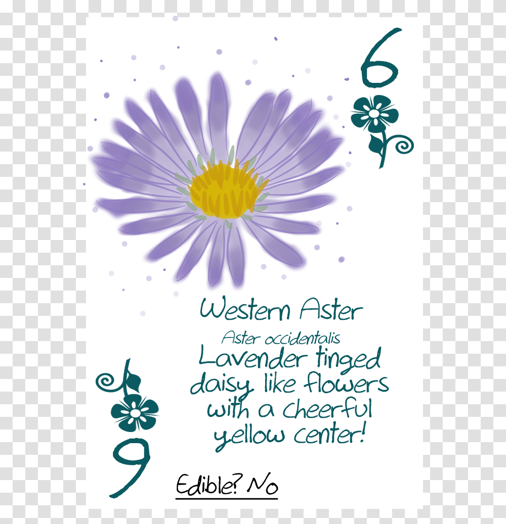 Daisy, Flower, Plant, Daisies, Blossom Transparent Png