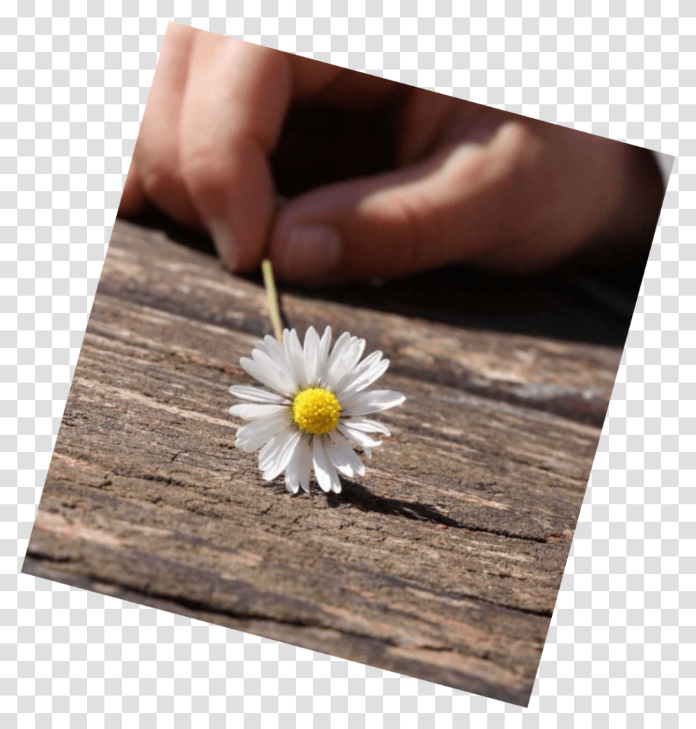 Daisy, Flower, Plant, Daisies, Blossom Transparent Png