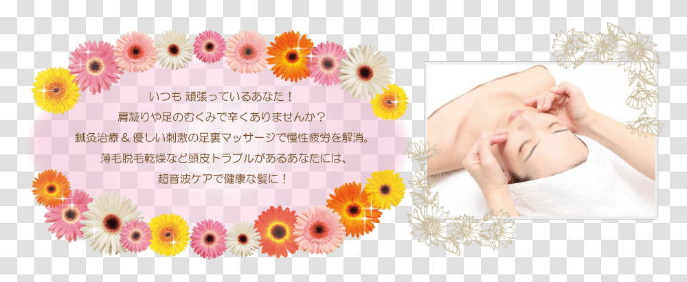 Daisy, Flower, Plant, Person, Aster Transparent Png