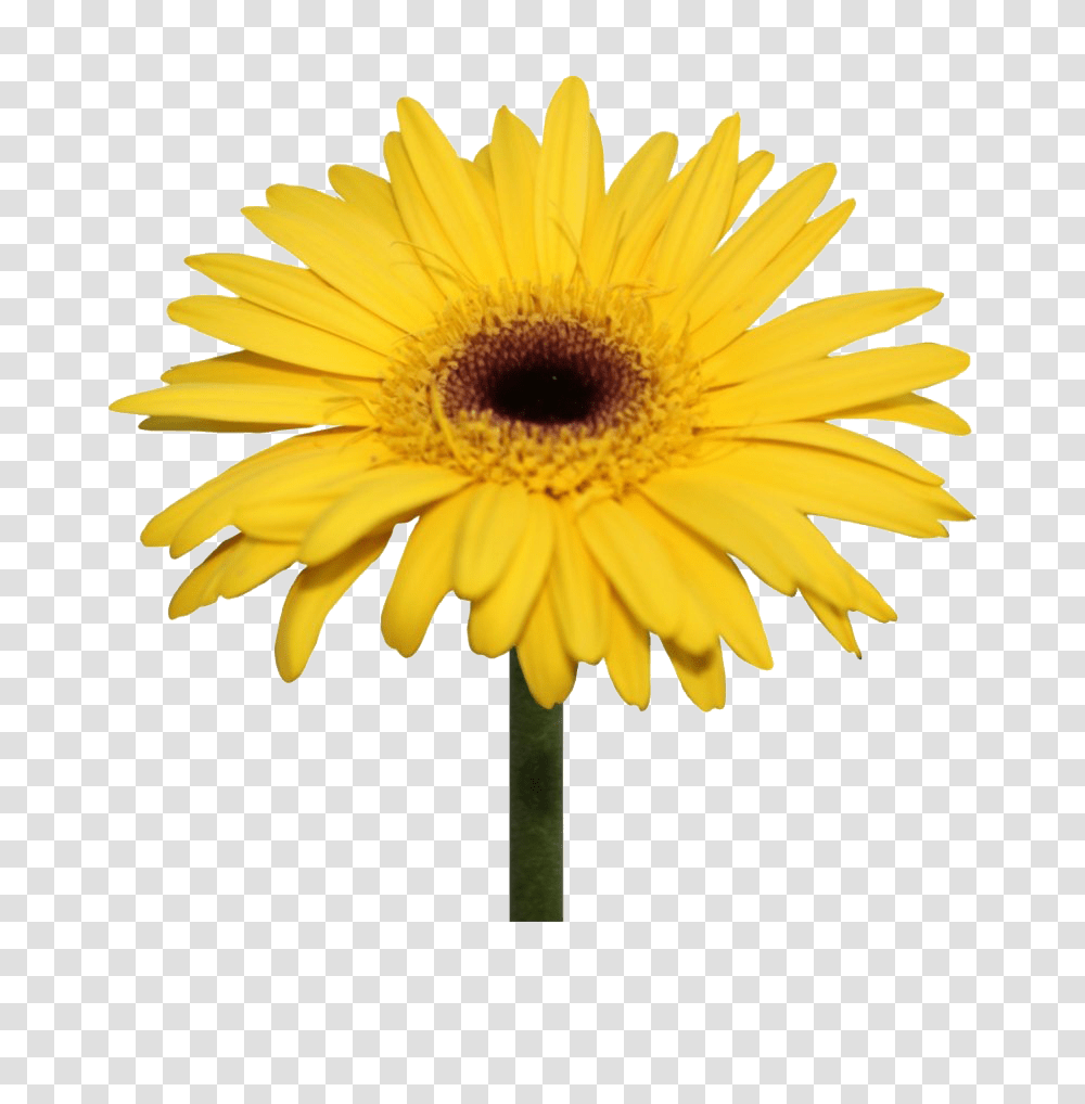 Daisy Flowers Background Yellow Flower, Plant, Blossom, Daisies, Sunflower Transparent Png