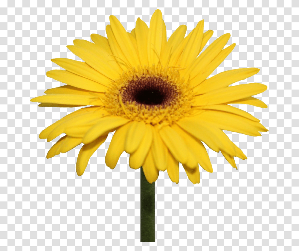 Daisy Flowers Background Yellow Gerbera Daisy, Plant, Blossom, Daisies, Sunflower Transparent Png