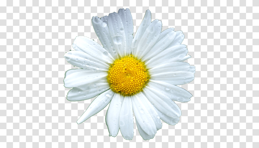Daisy Flowers Icon Theme Marguerite Daisy, Plant, Daisies, Blossom, Pollen Transparent Png