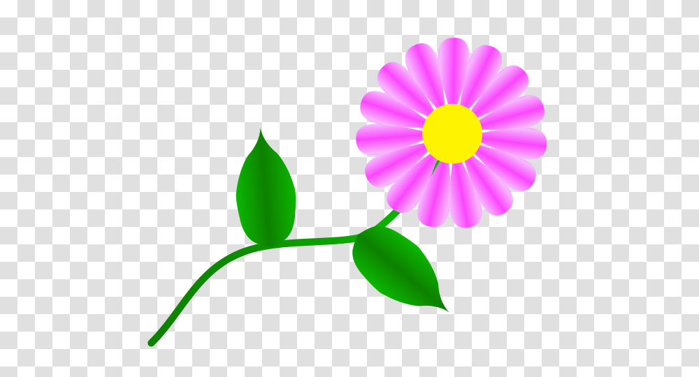 Daisy Fuchsia Clip Arts For Web, Plant, Petal, Flower, Blossom Transparent Png