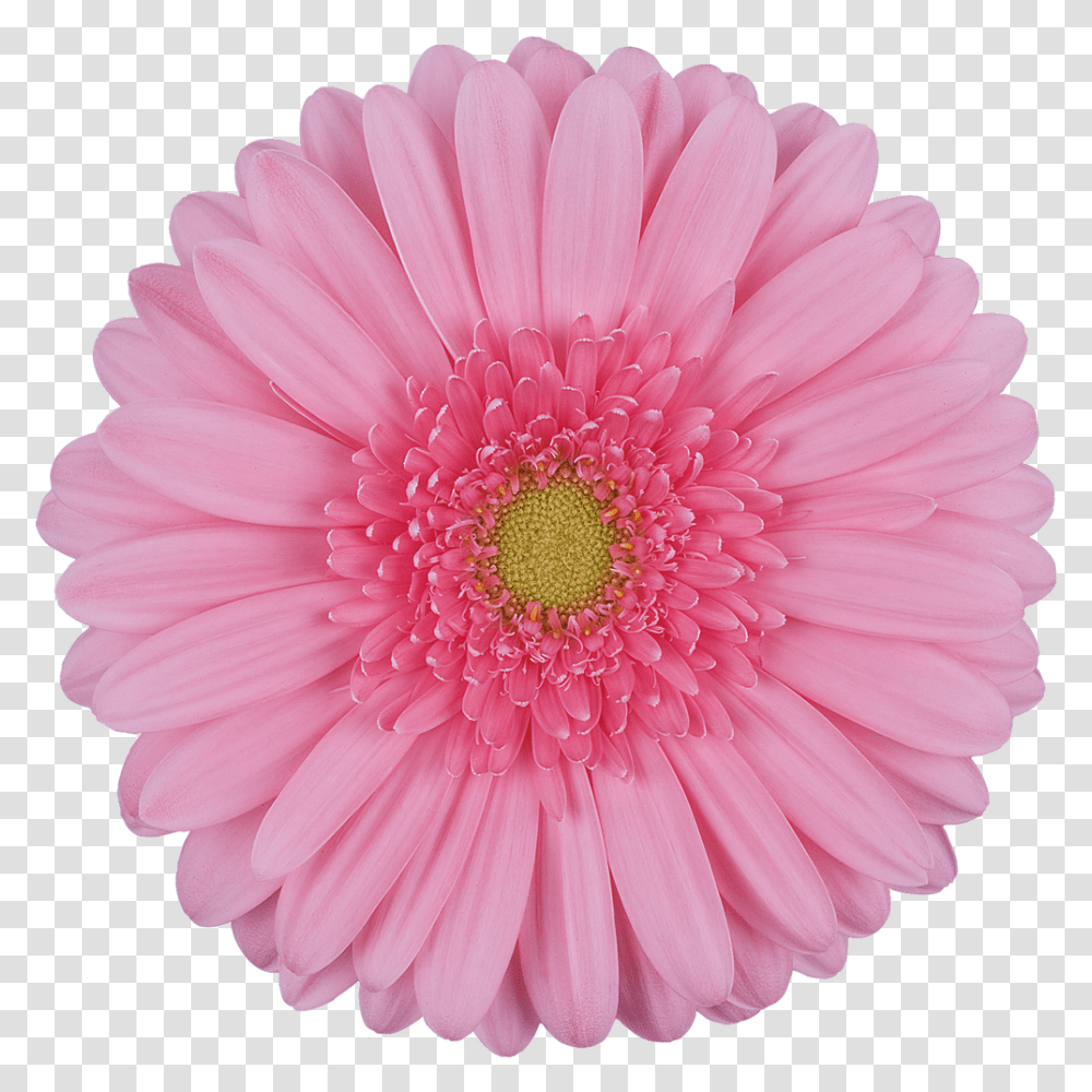 Daisy Gerbera Flowers, Plant, Blossom, Dahlia, Daisies Transparent Png