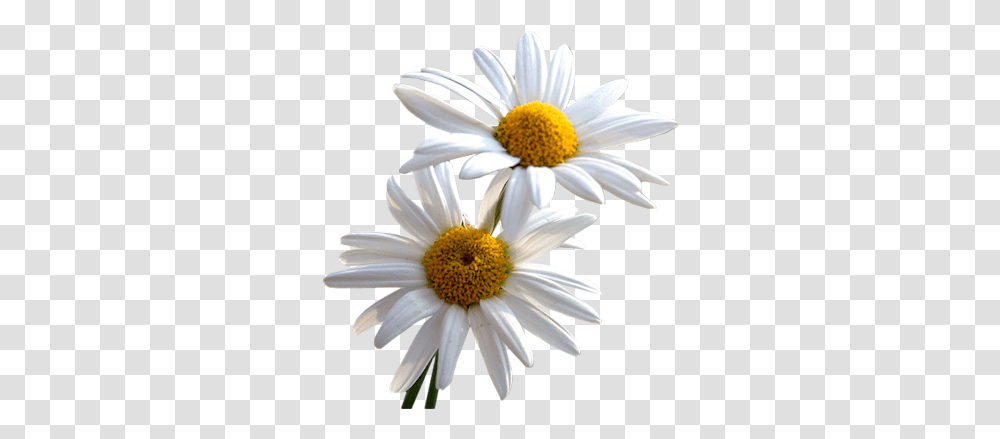 Daisy Images Free Daisy, Plant, Flower, Daisies, Blossom Transparent Png