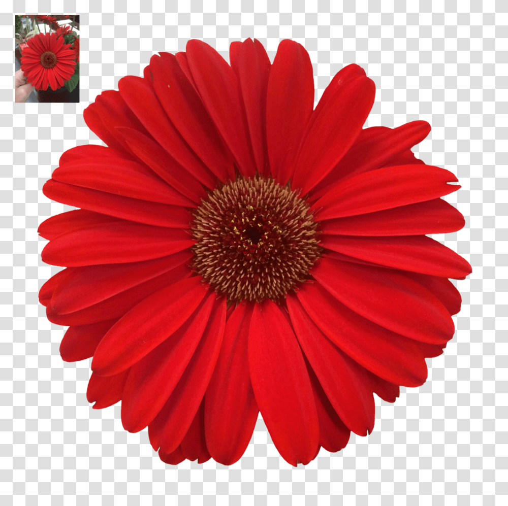 Daisy Images Free Download, Plant, Flower, Daisies, Blossom Transparent Png