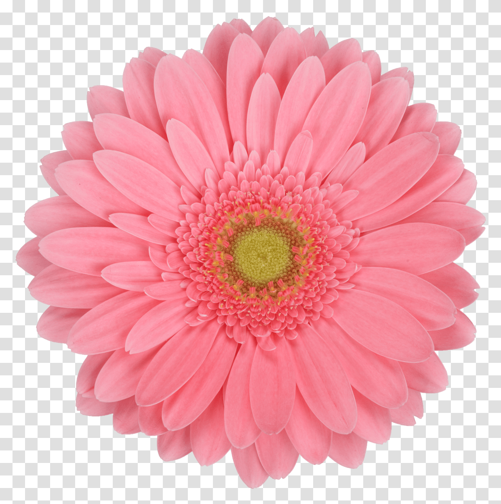 Daisy In White Background Transparent Png