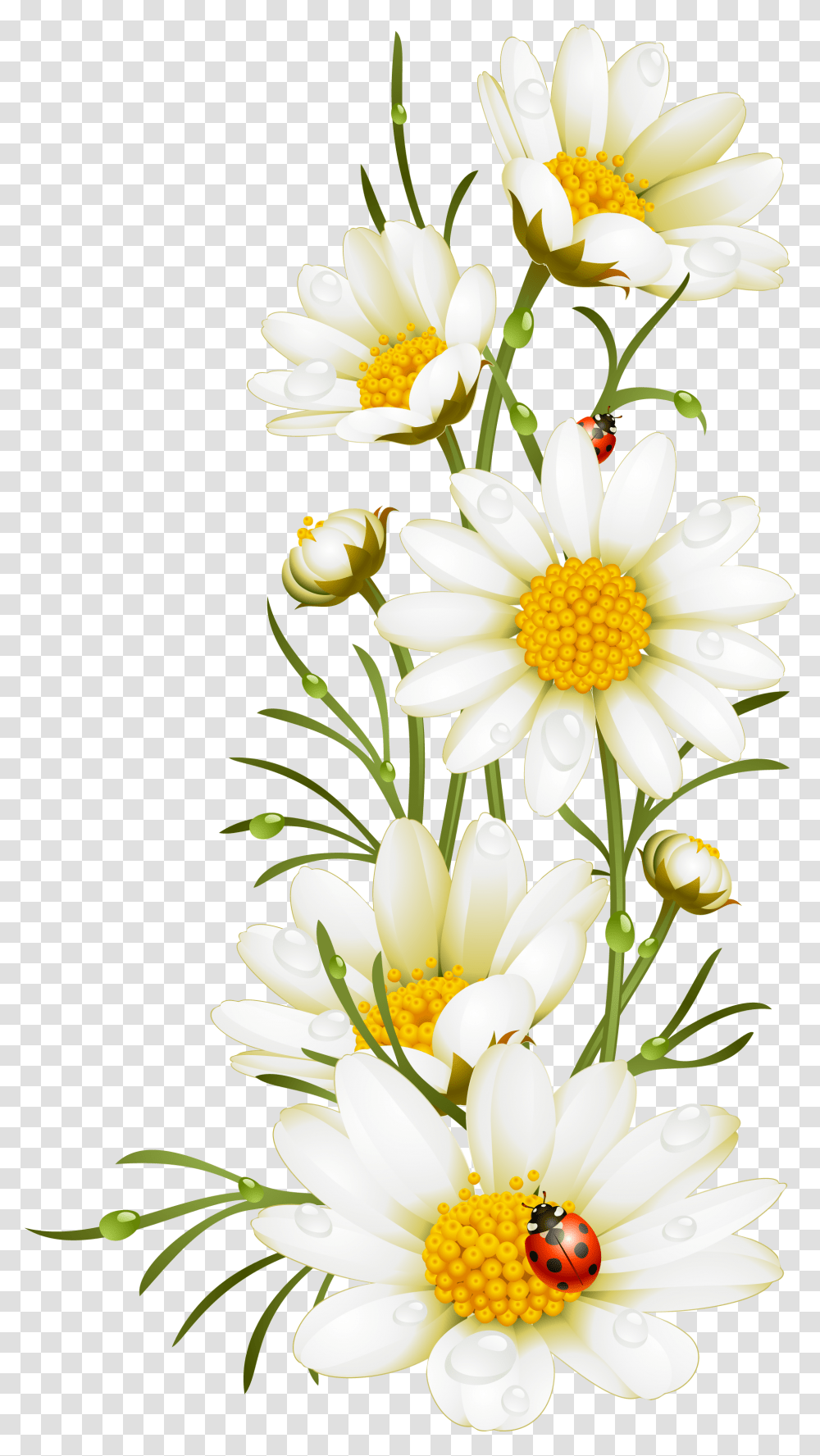 Daisy Outline Electronic Family The Compilation, Plant, Flower, Blossom, Anther Transparent Png