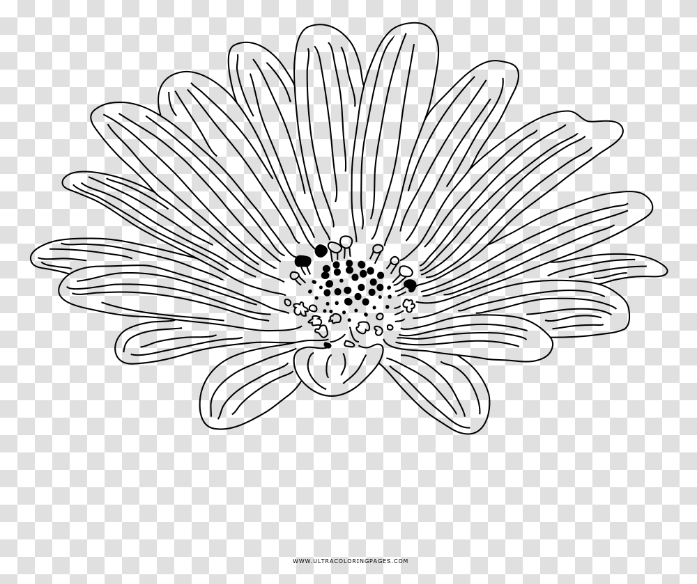 Daisy Outline Line Art, Gray, World Of Warcraft Transparent Png