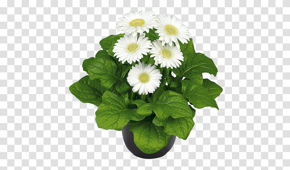 Daisy, Plant, Flower, Blossom, Daisies Transparent Png