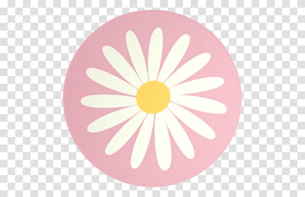 Daisy, Plant, Flower, Blossom, Daisies Transparent Png