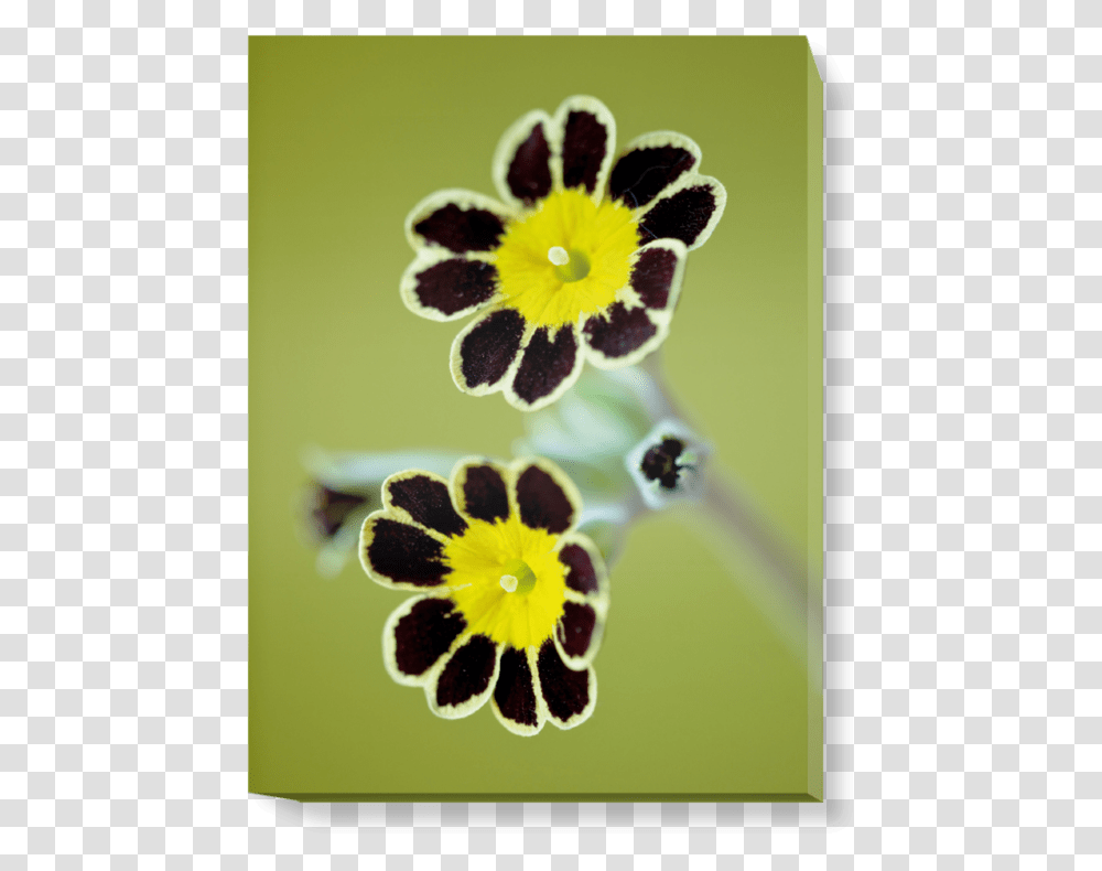 Daisy, Plant, Flower, Blossom, Pansy Transparent Png