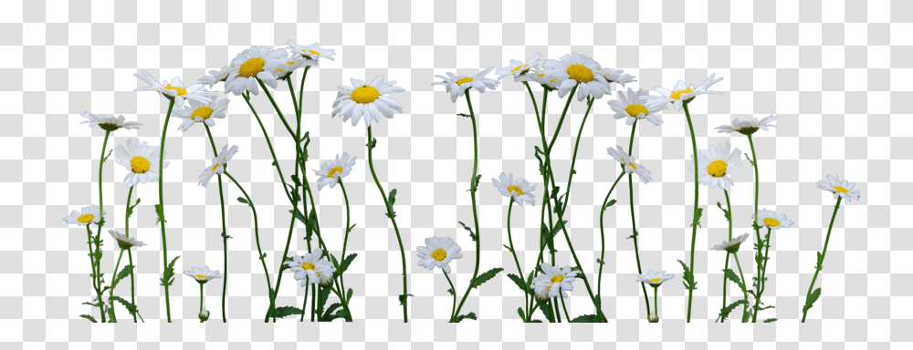 Daisy, Plant, Flower, Daisies, Blossom Transparent Png