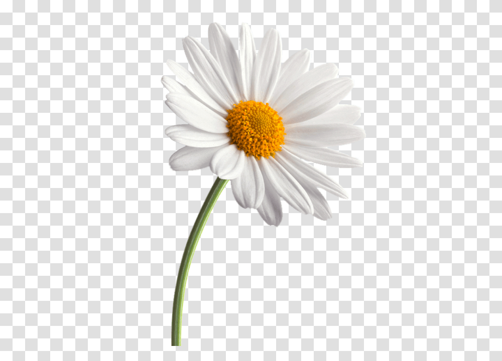 Daisy, Plant, Flower, Daisies, Blossom Transparent Png