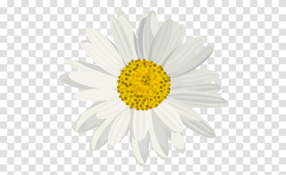 Daisy, Plant, Flower, Daisies, Blossom Transparent Png