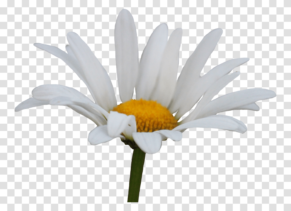 Daisy, Plant, Flower, Daisies, Blossom Transparent Png