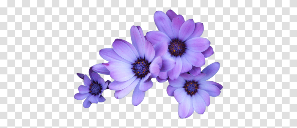Daisy Purple Background Purple Flower Background, Plant, Pollen, Dahlia, Blossom Transparent Png