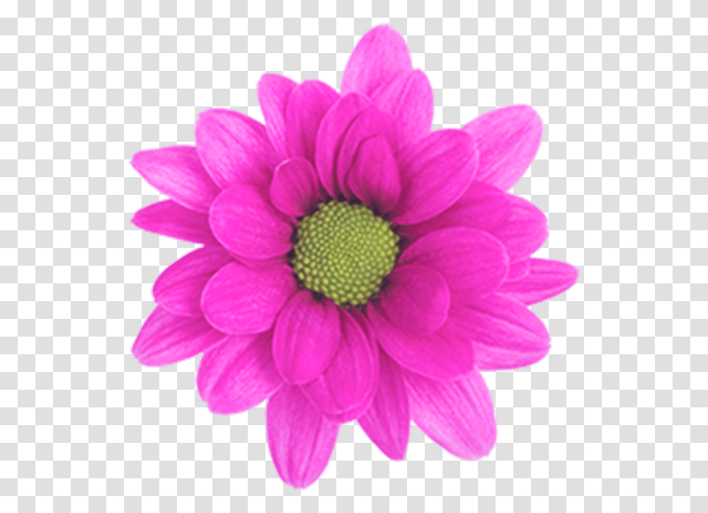 Daisy Purple Free Image Daisy, Dahlia, Flower, Plant, Blossom Transparent Png