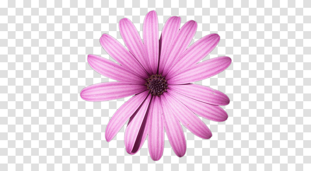 Daisy Purple High Quality Image Arts Pink Flower, Plant, Daisies, Blossom, Pollen Transparent Png