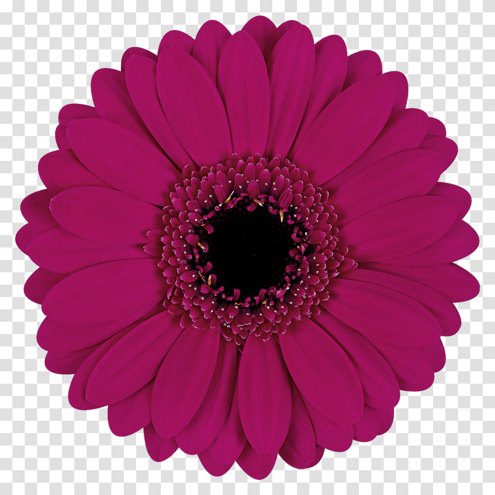 Daisy Purple Single Flower, Plant, Daisies, Blossom, Dahlia Transparent Png