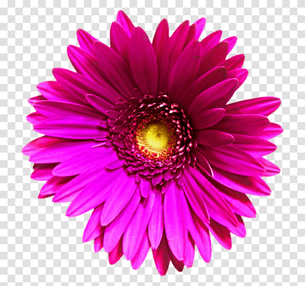 Daisy Transvaal Daisy, Plant, Flower, Daisies, Blossom Transparent Png