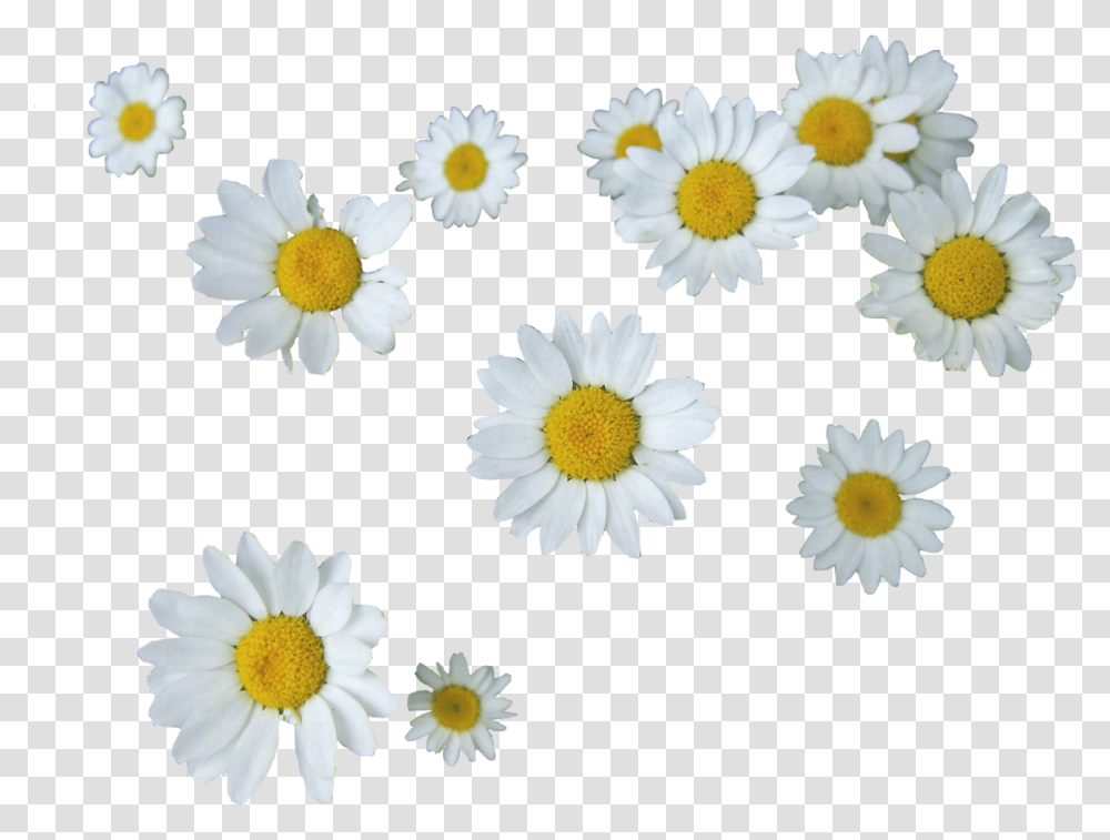 Daisy Tumblr 2 Image Daisy, Plant, Flower, Daisies, Blossom Transparent Png