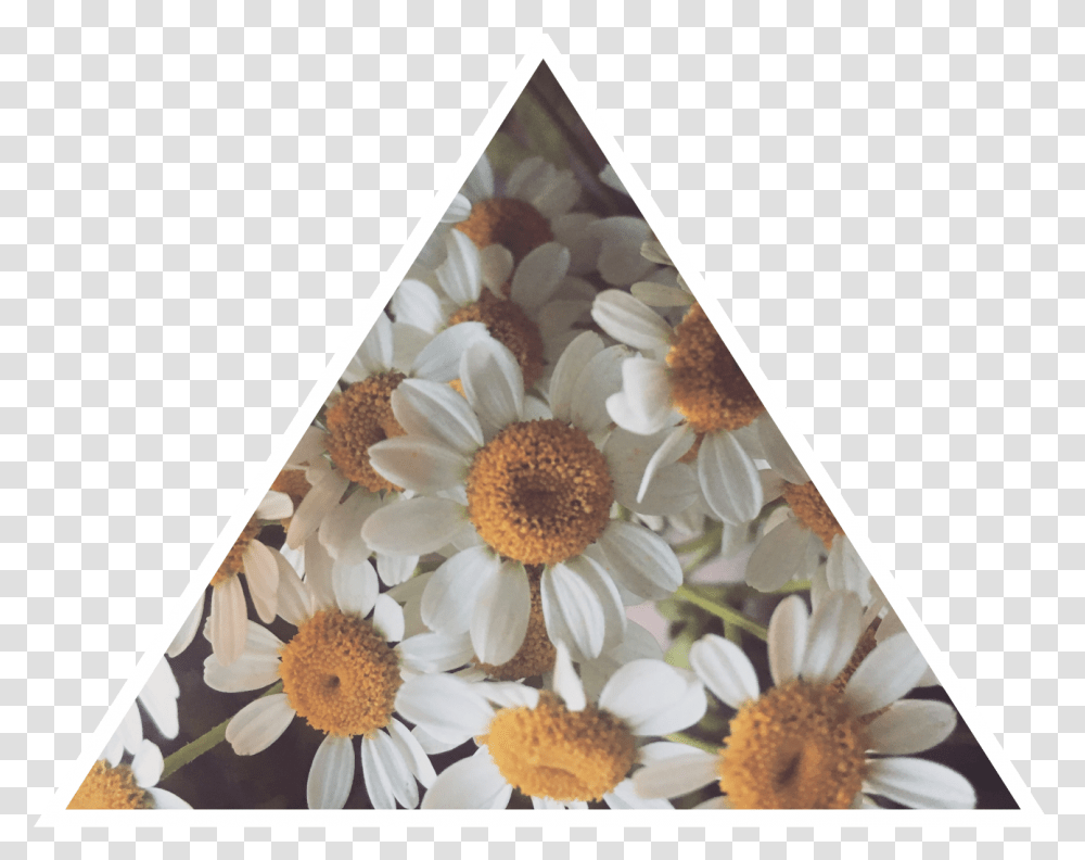 Daisy Tumblr Asthetic Daisies Flower Chrysanths, Plant, Blossom, Triangle Transparent Png