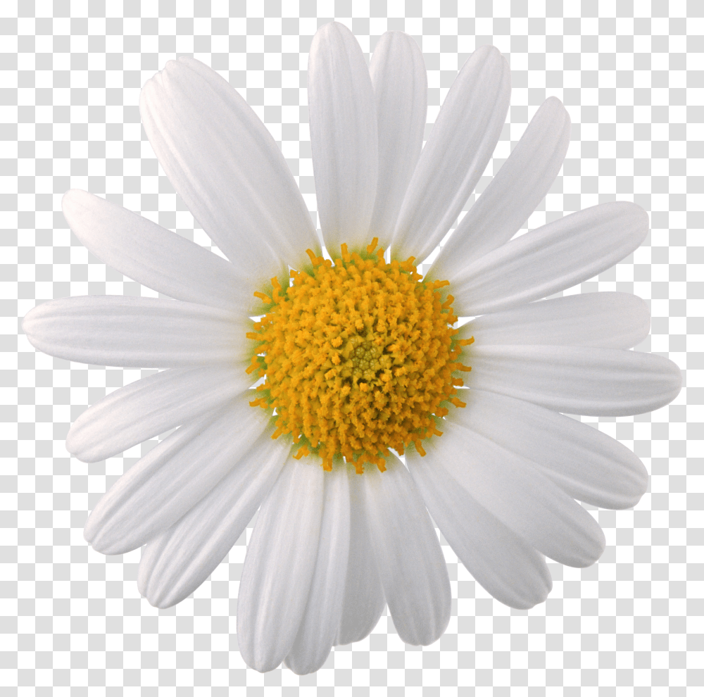 Daisy Tumblr Picture Chamomile, Plant, Flower, Daisies, Blossom Transparent Png