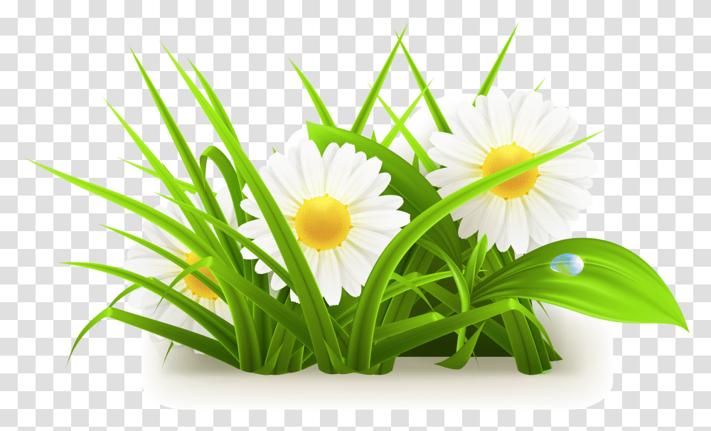 Daisy Vector Free Download Grass And Flowers, Plant, Daisies, Blossom, Petal Transparent Png