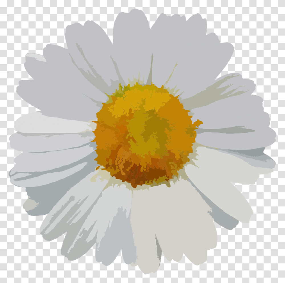 Daisy Vector, Plant, Flower, Daisies, Blossom Transparent Png