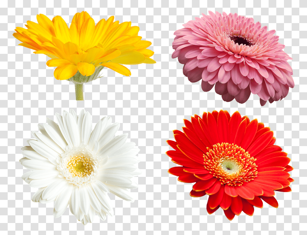 Daisy Yellow Flowers, Dahlia, Plant, Blossom, Petal Transparent Png