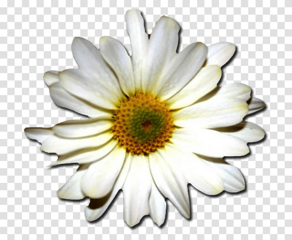 Daisychamomileoxeye Plantcamomiledaisy Familydaisyafrican Feliz Dia De Tu Santo Gif Josefa, Flower, Daisies, Blossom, Petal Transparent Png