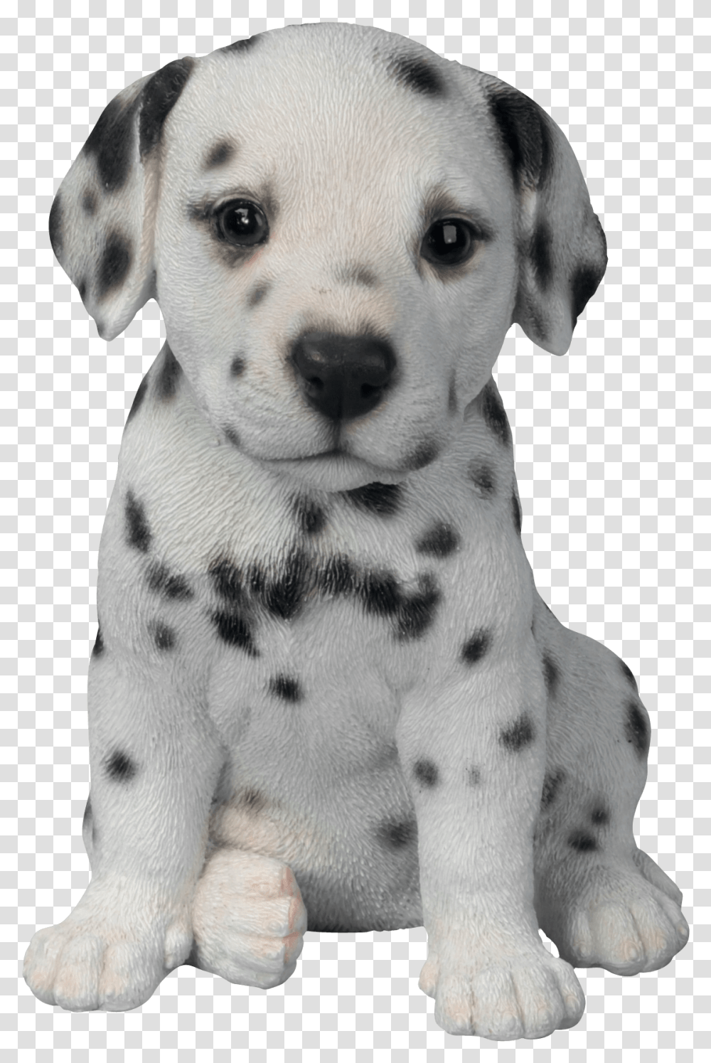 Dalmata Cachorro, Dog, Pet, Canine, Animal Transparent Png
