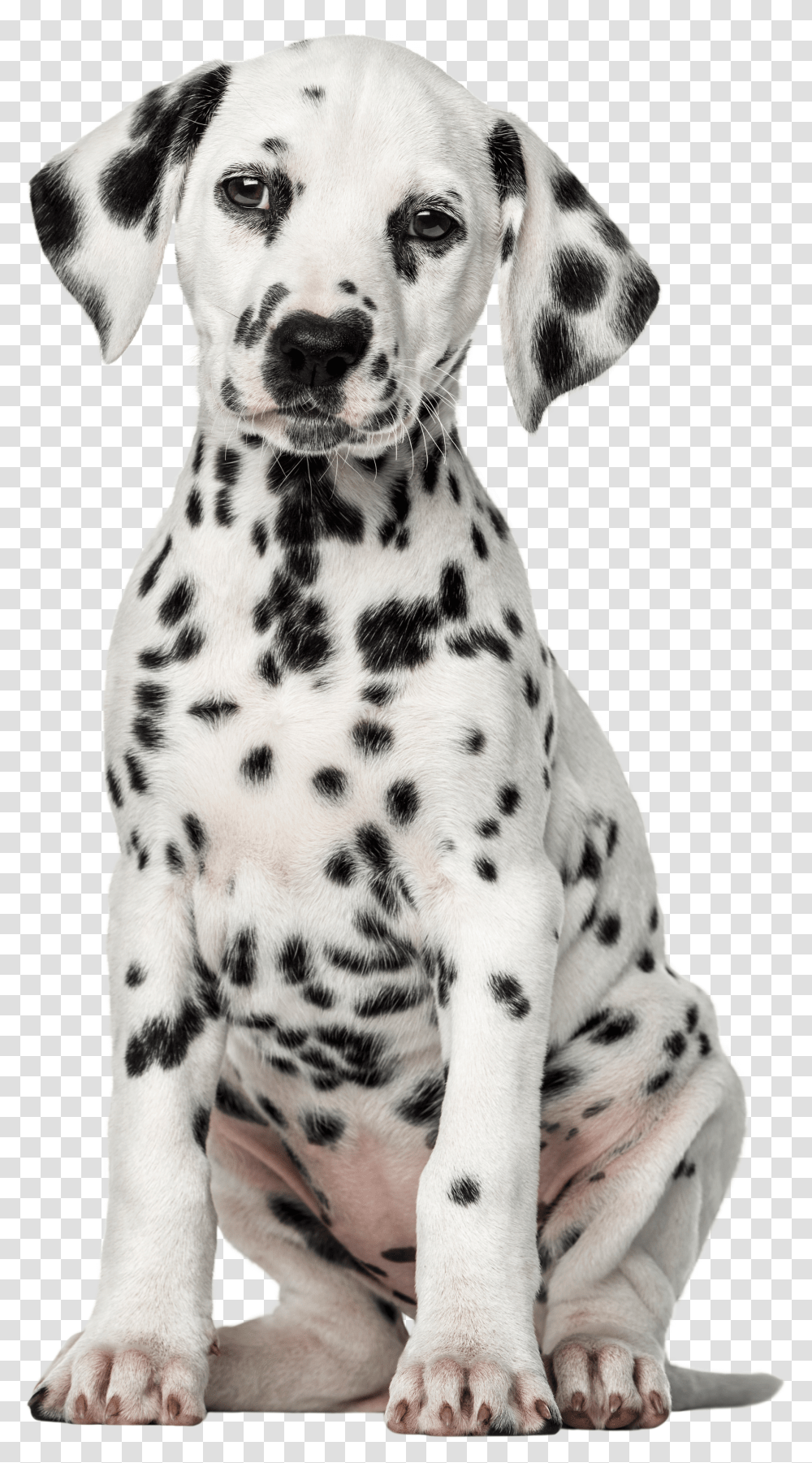 Dalmatian Dog Clip Art Dog Puppy Dalmatian Transparent Png