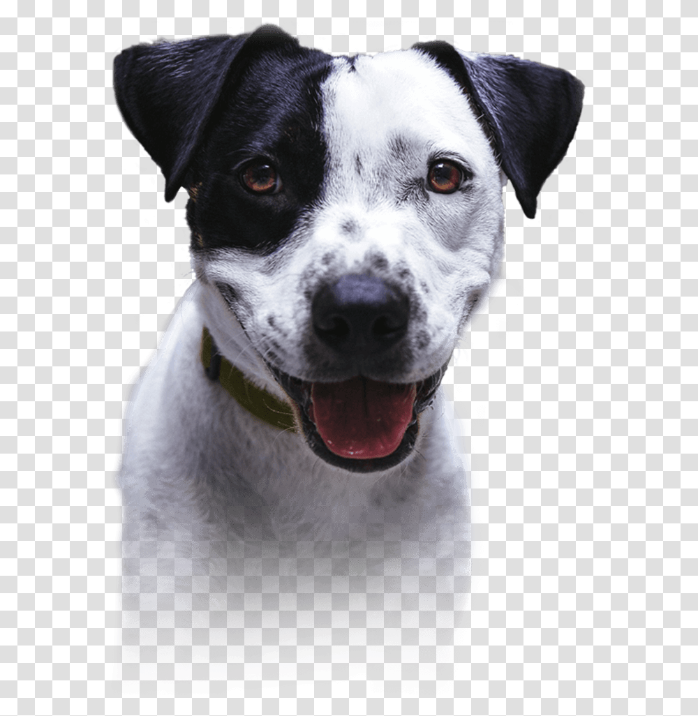 Dalmatian, Dog, Pet, Canine, Animal Transparent Png