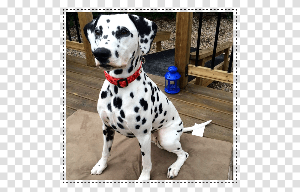 Dalmatian, Dog, Pet, Canine, Animal Transparent Png