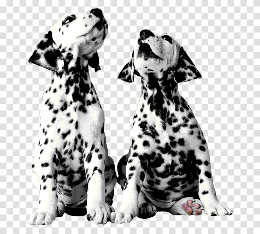 Dalmatian Dog Puppy The 101 Dalmatians Dalmatians, Canine, Mammal, Animal, Pet Transparent Png