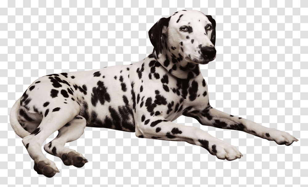 Dalmatian Dog Shar Pei Pembroke Welsh Dalmatians, Pet, Animal, Canine, Mammal Transparent Png