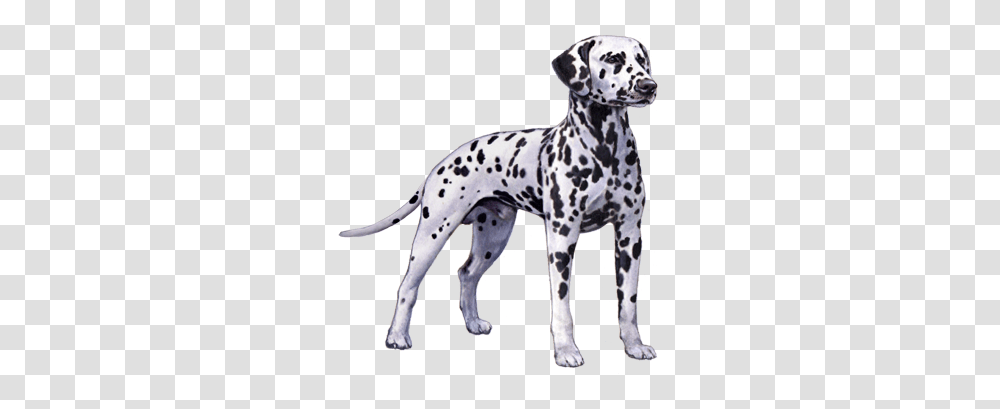 Dalmatian Facts Dot, Pet, Animal, Canine, Mammal Transparent Png